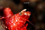 Red shrimp taken with patima 350d housing, 100mm macro le... by Adrien Uichico 